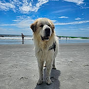 Charlie Bear is registered to the contest to win money with this photo: dog, beach, sand, sky, clouds, ocean, water, wet_dog, leash, outdoor, sunny, summer, people, horizon, waves, canine, pet, animal, nature, vacation