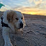 Charlie Bear joined the competition — help win amazing prizes! dog, beach, sand, sunset, outdoor, animal, pet, white_fur, tan_fur, relaxed, lying_down, nature, sky, dawn, dusk, canine, fur, quiet, scenic, peaceful