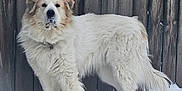 Charlie Bear is registered to the contest to win money with this photo: dog, white_dog, snow, winter, outdoor, fence, fur, pet, animal, canine, standing, cold, nature, mammal, guard_dog, snowy_ground, outdoors, fluffy, quiet, watchful