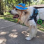 dog, white_dog, fluffy_dog, blue_hat, orange_hat, harness, outdoor, sidewalk, trees, greenery, sunlight, shadow, paw_shaped_shadow, park, pet, canine, happy_dog, drool, nature, summer