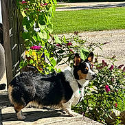 Scooby joined the competition — help win amazing prizes! animal, canine, collar, corgi, dog, flowers, fur, greenery, leaf, nature, outdoor, pet, plant, porch, side_view, small_dog, summer, sunlight, vibrant_colors, wood