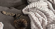 Willow is registered to the contest to win money with this photo: animal, blanket, cat, comfort, couch, cozy, cute, domestic, feline, fur, home, indoor, pet, plush_toy, relaxation, resting, sleeping, snuggled, soft_texture, tabby