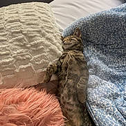 Willow is registered to the contest to win money with this photo: animal, bed, blanket, cat, comforter, cozy, cute, domestic_animal, furniture, furry, indoor, nap, pet, pillow, relaxing, resting, sleeping, soft, striped, tabby_cat