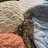 animal, bed, blanket, cat, comforter, cozy, cute, domestic_animal, furniture, furry, indoor, nap, pet, pillow, relaxing, resting, sleeping, soft, striped, tabby_cat