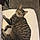 Willow