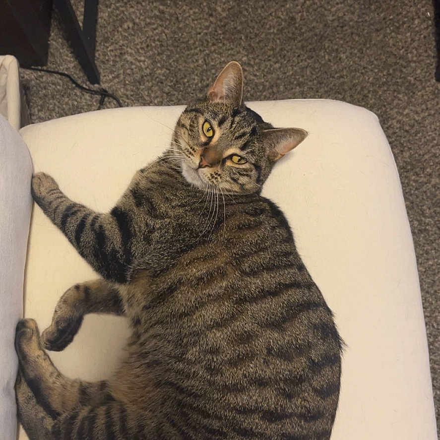 Willow