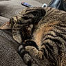 Willow joined the competition — help win amazing prizes! animal, cat, couch, cozy, cute, domestic, fur, furniture, home, indoor, paw_covering_face, pet, relaxation, remote_control, resting, sleeping, striped, tabby, tail, whiskers