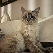 Mr Pickles joined the competition — help win amazing prizes! cat, fluffy, feline, pet, indoor, couch, white, cozy, relaxed, portrait, animal, mammal, whiskers, ears, fur, home, comfortable, sitting, looking, cute