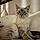 Mr Pickles
