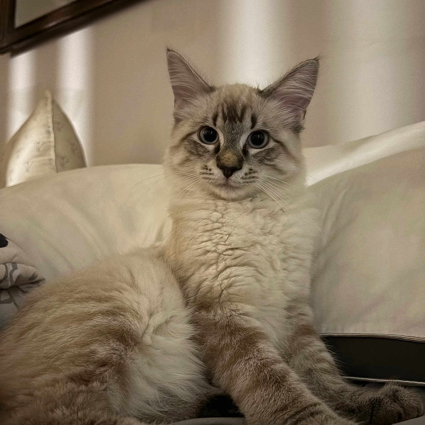 Mr Pickles