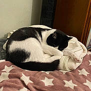 Rose a rejoint le concours — aidez-le/la à gagner de superbes lots ! animal, bed, bedroom, blanket, cat, couch, cushion, furniture, homedecor, indoors, kitten, laundry, linen, manx, person, pet, quilt, room, sleeping, towel