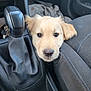 Blue a rejoint le concours — aidez-le/la à gagner de superbes lots ! puppy, dog, golden_retriever, car_interior, gear_shift, seat, cute, pet, animal, leather, fabric, stitching, vehicle, transport, adventure, curious, closeup, young, brown, fur