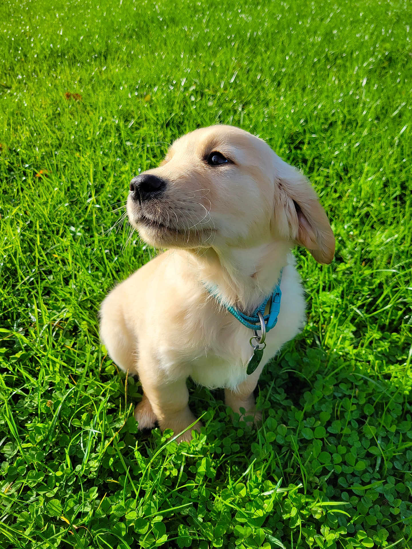 Blue participe au concours pour gagner de l'argent avec cette photo : puppy, dog, golden_retriever, grass, outdoor, collar, pet, young_animal, sunlight, nature, greenery, animal, cute, sitting, fur, whiskers, ears, leaf, clover, daylight