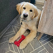 Blue a rejoint le concours — aidez-le/la à gagner de superbes lots ! dog, puppy, golden_retriever, toy, bone, indoor, carpet, floor, furniture, couch, table, pet, animal, collar, cute, lying_down, looking_up, domestic, young, playful