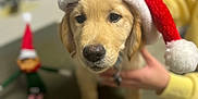 Blue participe au concours pour gagner de l'argent avec cette photo : dog, puppy, golden_retriever, santa_hat, holiday, christmas, festive, cute, pet, animal, indoor, person, hand, toy, decor, table, blurred_background, yellow_sweater, face, nose