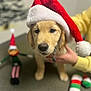 animal, blurred_background, christmas, cute, decor, dog, face, festive, golden_retriever, hand, holiday, indoor, nose, person, pet, puppy, santa_hat, table, toy, yellow_sweater