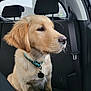 Blue participe au concours pour gagner de l'argent avec cette photo : dog, puppy, golden_retriever, car_interior, seat, headrest, collar, tag, window, rain, seatbelt, side_view, pet, animal, fur, sitting, looking_out, indoors, transportation, cute