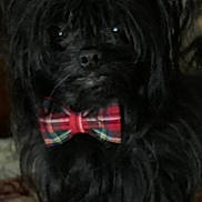 Cezar joined the competition — help win amazing prizes! accessory, animal, animal_portrait, black_dog, bow_tie, companion, cute, cute_pet, dog, domestic_animal, face, fluffy, friendly, fur, indoor, pet, plaid, portrait, sitting, small_dog