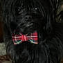 accessory, animal, animal_portrait, black_dog, bow_tie, companion, cute, cute_pet, dog, domestic_animal, face, fluffy, friendly, fur, indoor, pet, plaid, portrait, sitting, small_dog