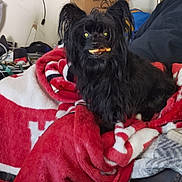Cezar Perez is registered to the contest to win money with this photo: affenpinscher, animal, ball, bed, bedroom, blanket, canine, couch, dog, football, furniture, homedecor, indoors, pet, puppy, room, soccer, soccerball, sport, towel