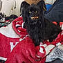 affenpinscher, animal, ball, bed, bedroom, blanket, canine, couch, dog, football, furniture, homedecor, indoors, pet, puppy, room, soccer, soccerball, sport, towel