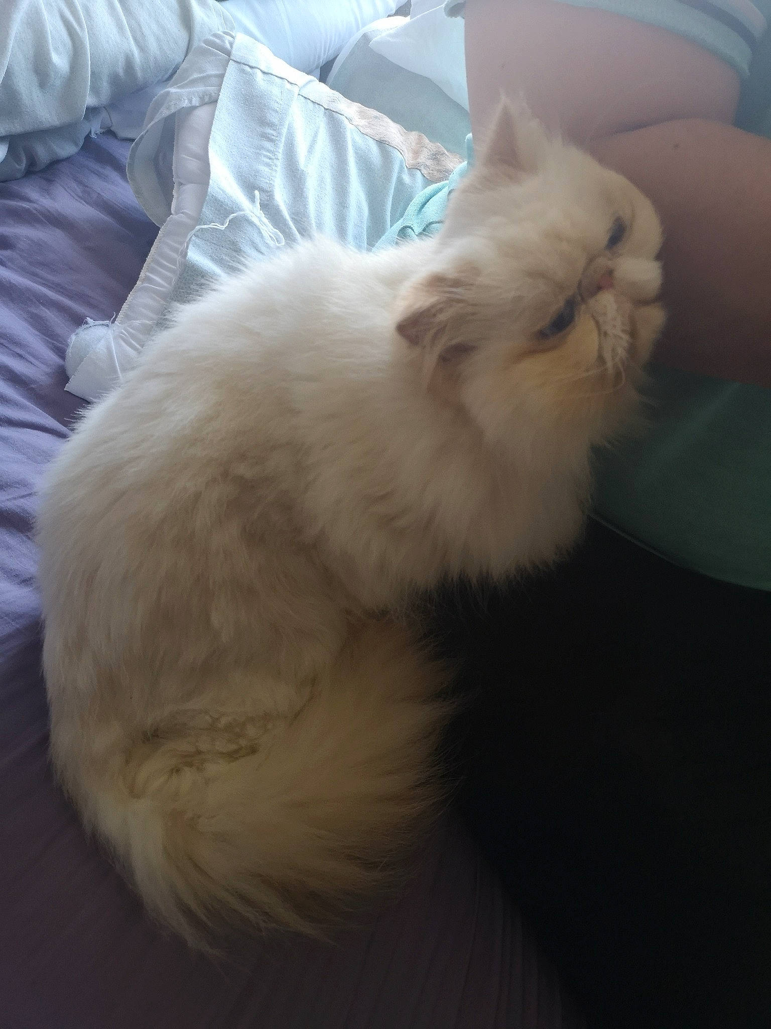 Artem joined the competition — help win amazing prizes! british_longhair, british_semi_longhair, carnivore, cat, domestic_long_haired_cat, fawn, felidae, fur, kitten, norwegian_forest_cat, persian, ragdoll, sky, small_to_medium_sized_cats, tail, turkish_angora, turkish_van, whiskers