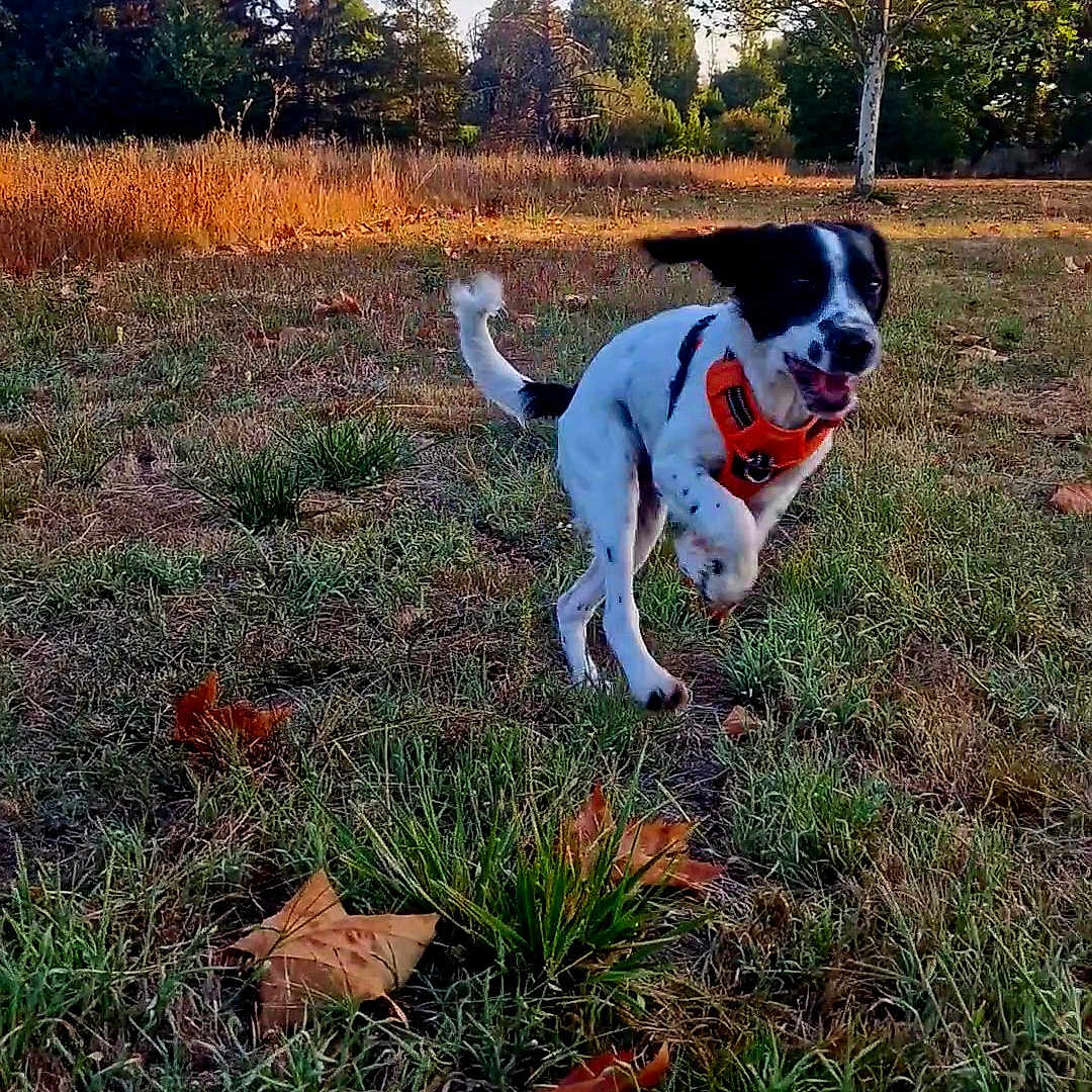 üna a rejoint le concours — aidez-le/la à gagner de superbes lots ! animal, bulldog, canine, dog, field, grass, grassland, grove, land, leaf, nature, outdoors, pet, plant, puppy, soil, tree, vegetation, woodland, yard
