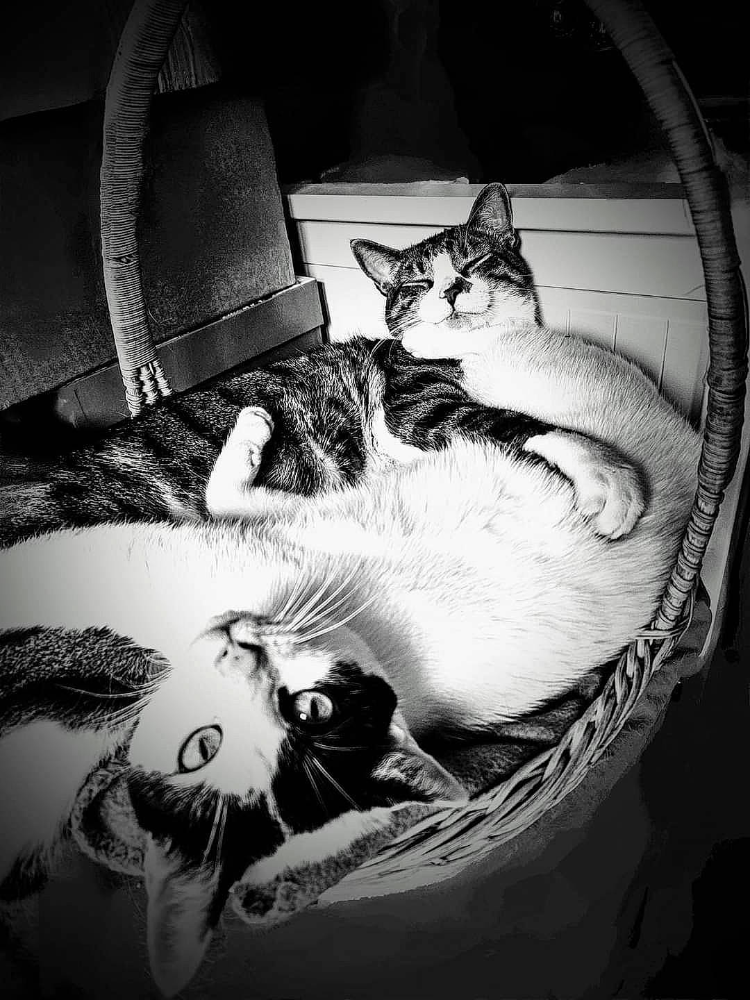 Cool-ti Et Sa Mère Rouglouglou