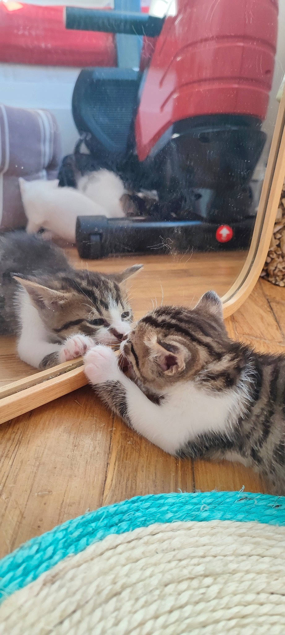 Tigrou a rejoint le concours — aidez-le/la à gagner de superbes lots ! carnivore, cat, claw, comfort, domestic_short_haired_cat, felidae, flooring, fur, hardwood, mammal, paw, small_to_medium_sized_cats, snout, tail, vertebrate, whiskers, wood