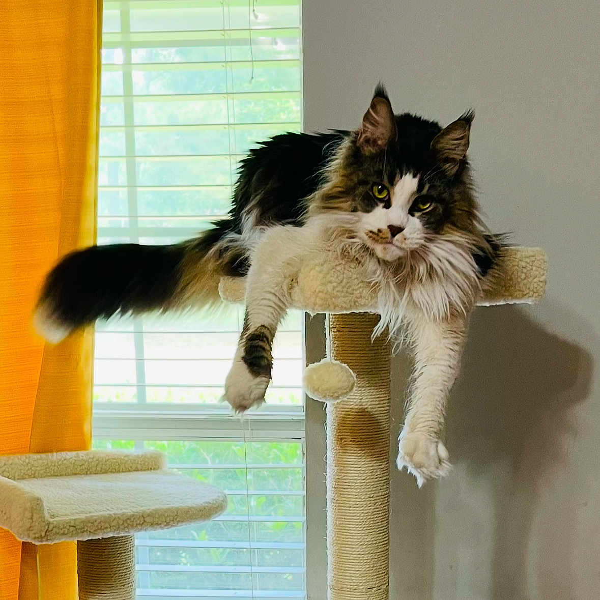 Amara joined the competition — help win amazing prizes! abyssinian, angora, animal, architecture, armchair, building, cat, chair, curtain, furniture, hardwood, homedecor, indoors, kitten, livingroom, manx, pet, room, windowshade, wood