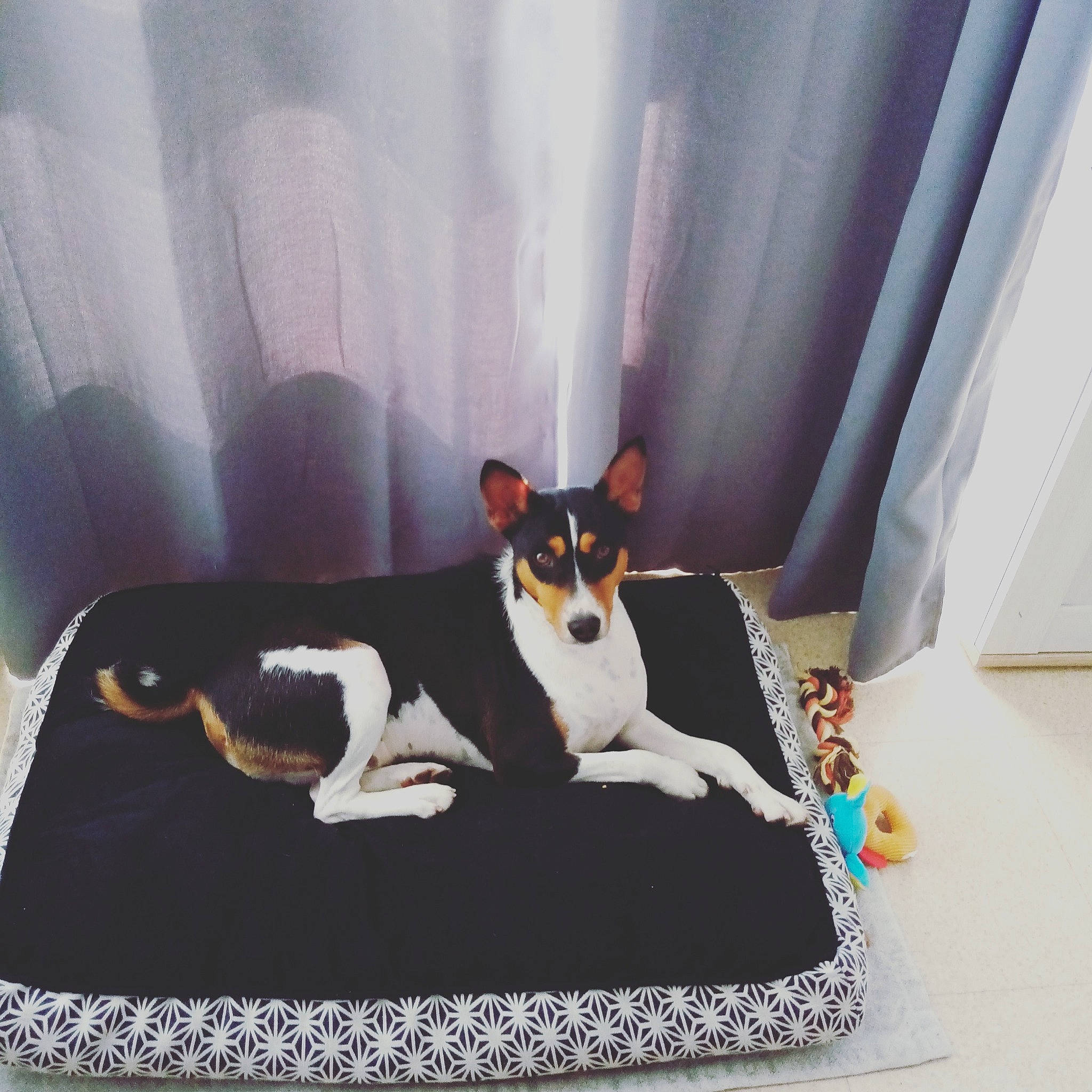 Nairobi a rejoint le concours — aidez-le/la à gagner de superbes lots ! canidae, carnivore, chihuahua, comfort, companion_dog, curtain, dog, dog_breed, dog_supply, fawn, felidae, linens, paw, pet_supply, room, sporting_group, tail, terrier, toy_dog, working_animal