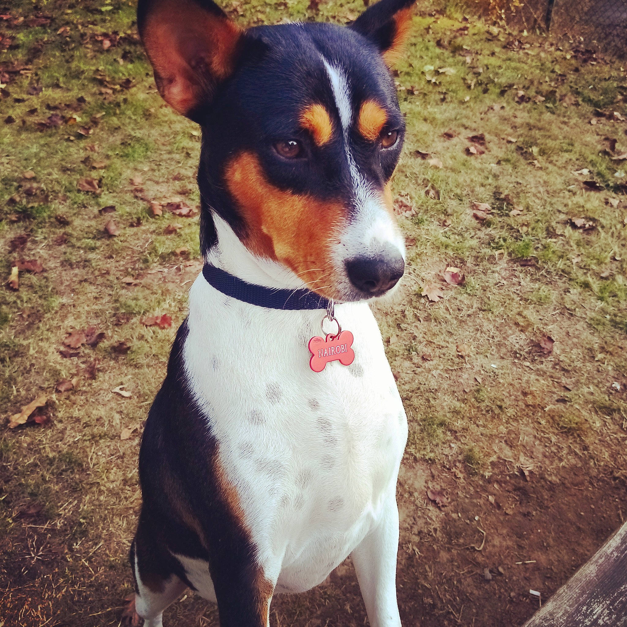 Nairobi participe au concours pour gagner de l&#x27;argent avec cette photo : ancient_dog_breeds, canidae, carnivore, chilean_fox_terrier, collar, companion_dog, dog, dog_breed, dog_collar, hunting_dog, irishjacks, non_sporting_group, sporting_group, terrestrial_animal, terrier, whiskers, working_animal