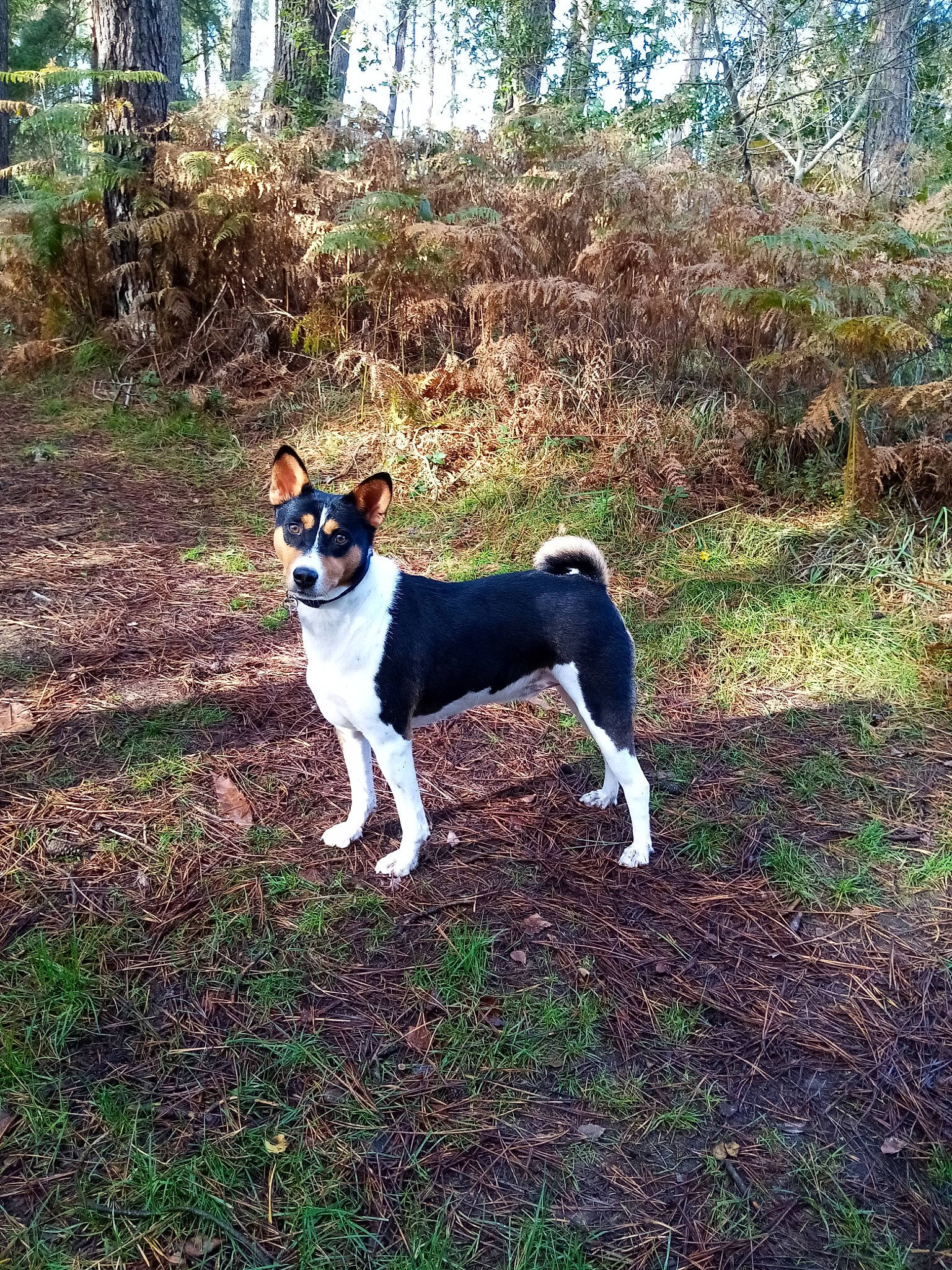 Nairobi participe au concours pour gagner de l&#x27;argent avec cette photo : canidae, carnivore, chilean_fox_terrier, companion_dog, dog, dog_breed, fawn, grass, mcnab, non_sporting_group, plant, soil, sporting_group, tail, terrestrial_animal, terrier, tree, woodland, working_animal, working_dog