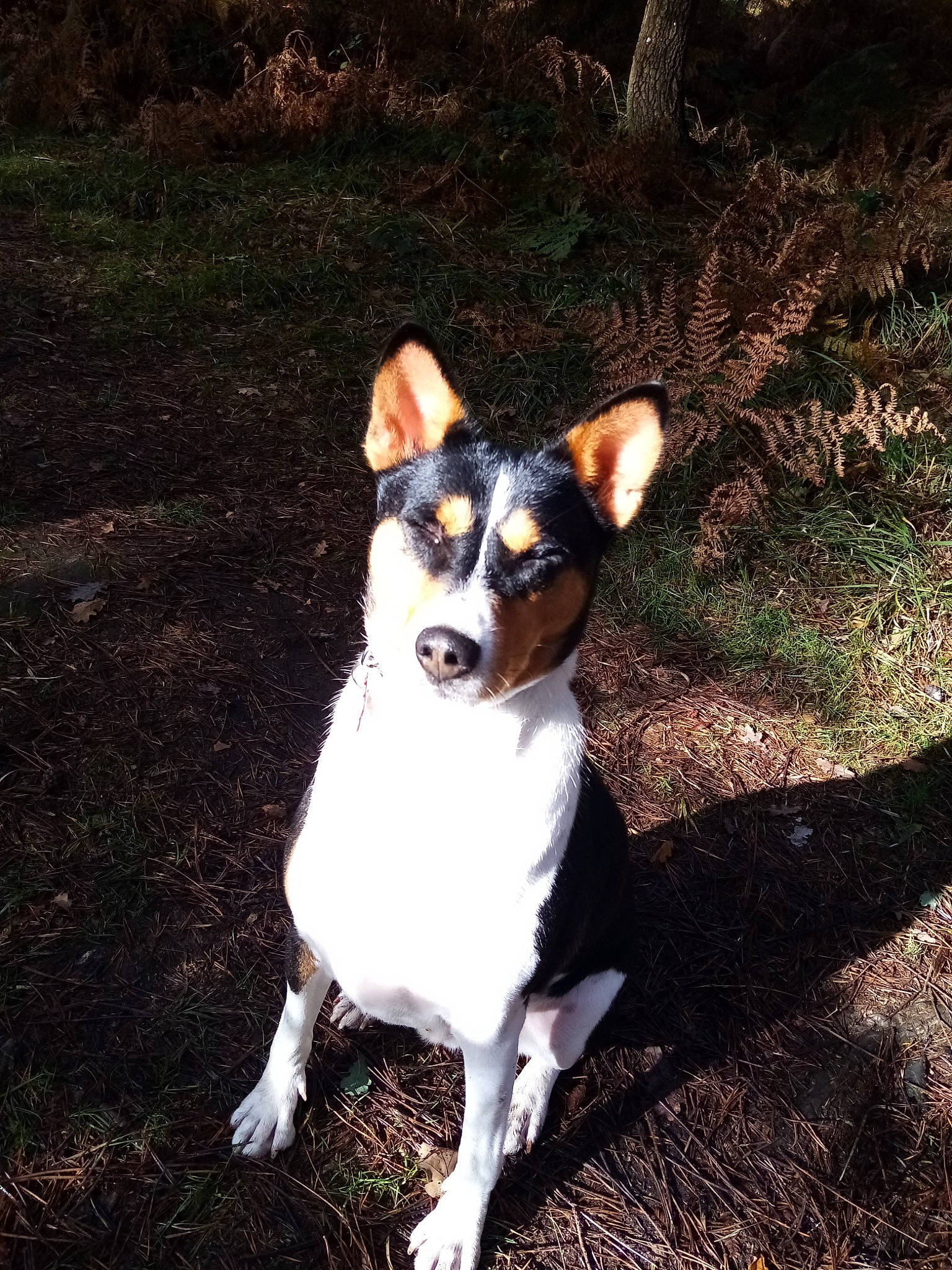 Nairobi a rejoint le concours — aidez-le/la à gagner de superbes lots ! ancient_dog_breeds, canidae, carnivore, companion_dog, dog, dog_breed, fawn, grass, snout, tints_and_shades, toy_dog, working_animal