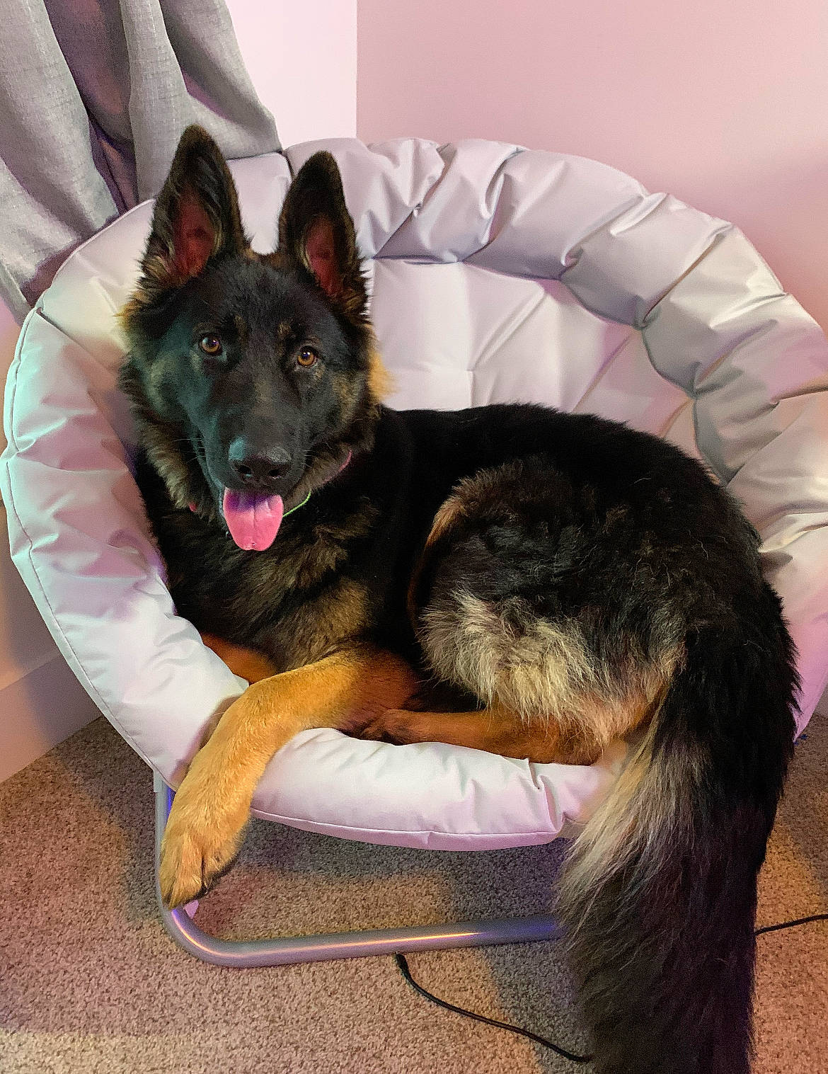 Demi joined the competition — help win amazing prizes! canidae, carnivore, comfort, companion_dog, dog, dog_breed, dog_supply, east_european_shepherd, foot, fur, german_shepherd_dog, herding_dog, king_shepherd, old_german_shepherd_dog, snout, sporting_group, tail, working_animal, working_dog