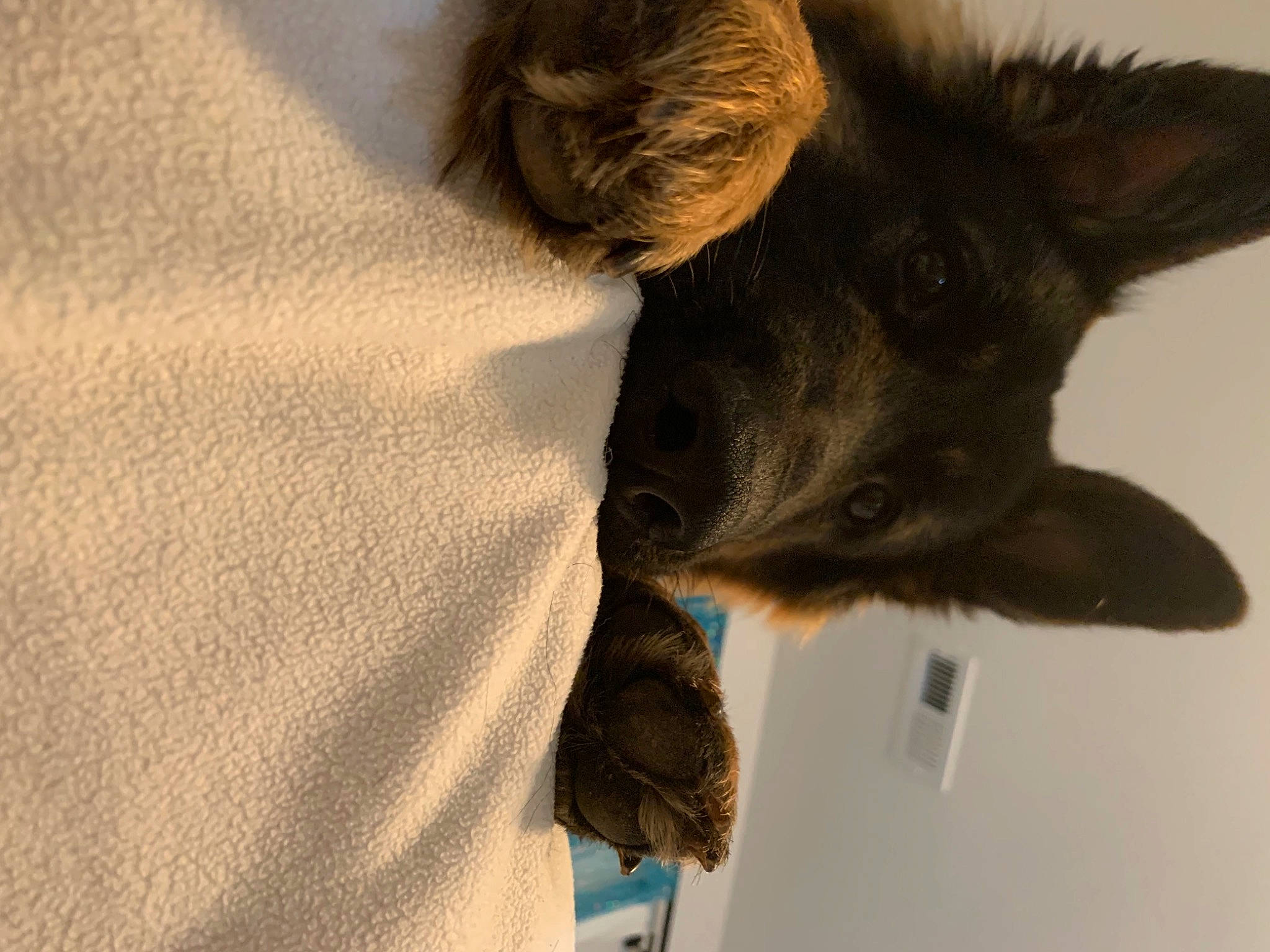 Demi joined the competition — help win amazing prizes! canidae, carnivore, claw, comfort, companion_dog, dog, dog_breed, ear, fawn, felidae, fur, gesture, liver, paw, small_to_medium_sized_cats, snout, sporting_group, tail, whiskers, working_animal