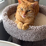 Cleo is registered to the contest to win money with this photo: animal, carpeted, cat, cat_tree, cozy, curious, cute, domestic_cat, ears, feline, fur, indoor, looking, orange_tabby, paws, pet, playful, resting, whiskers, window