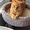 animal, carpeted, cat, cat_tree, cozy, curious, cute, domestic_cat, ears, feline, fur, indoor, looking, orange_tabby, paws, pet, playful, resting, whiskers, window