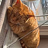 Cleo is registered to the contest to win money with this photo: animal, cat, comfort, cozy, curled_up, daylight, fur, hammock, home, indoor, nap, orange_tabby, pet, quiet, relaxing, resting, sleeping, sunlight, whiskers, window