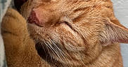 Cleo is registered to the contest to win money with this photo: animal, blanket, cat, closeup, comfort, cozy, cute, domestic, feline, fur, ginger_cat, indoor, mammal, paw, peaceful, pet, relaxation, resting, sleeping, whiskers