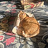 Cleo joined the competition — help win amazing prizes! cardboard_box, carpet, cat, cozy, cute, domestic_animal, feline, floor, home, indoor, natural_light, orange_tabby, paper_bag, patterned_rug, pet, relaxation, resting, shadow, sleeping, sunlight