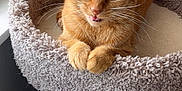 Cleo Lamb joined the competition — help win amazing prizes! cat, ginger_cat, pet, feline, cat_bed, carpeted, window, sunlight, paws, whiskers, ears, indoor, cozy, resting, looking, animal, cute, fur, playful, relaxed