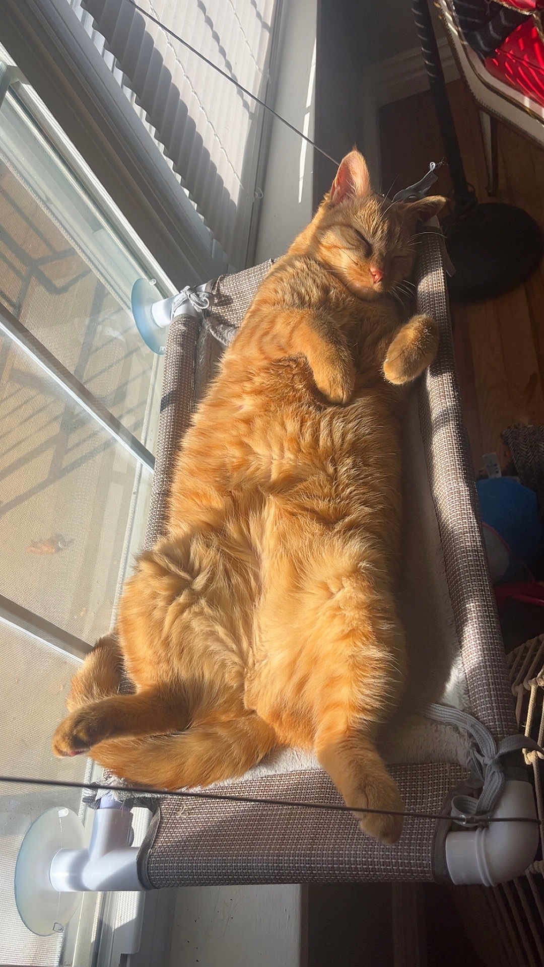 Cleo Lamb joined the competition — help win amazing prizes! cat, orange_cat, sleeping, hammock, sunlight, window, indoor, pet, cozy, relaxed, fluffy, fur, paw, resting, domestic_animal, sunny, comfortable, cute, animal, nap