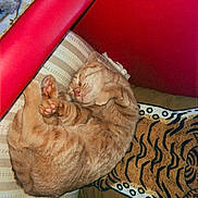 Cleo Lamb is registered to the contest to win money with this photo: cat, orange_tabby, sleeping, cozy, cushion, striped, tiger_pattern, pillow, feline, indoor, pet, resting, cute, whiskers, paw, relaxed, fur, domestic_animal, close_up, nap