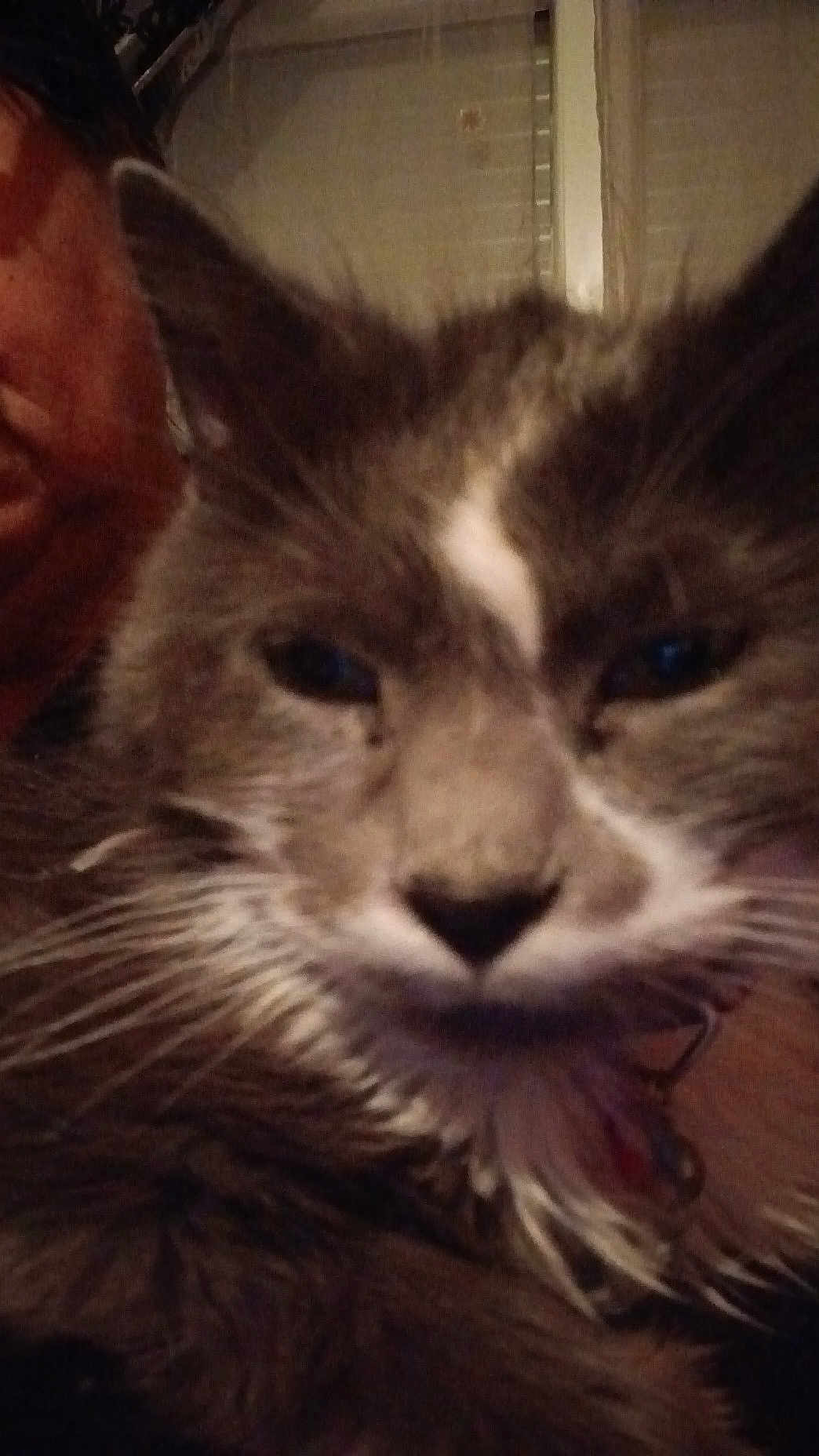 Kasioper a rejoint le concours — aidez-le/la à gagner de superbes lots ! cat, close_up, fluffy, whiskers, fur, indoor, dim_light, person_partial, face, pet, animal, domestic, gray_fur, white_patch, nose, ears, portrait, cozy, blurred, companion