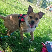 Grabouillon participe au concours pour gagner de l'argent avec cette photo : dog, grass, harness, outdoor, sunlight, wildflowers, pet, animal, playful, tongue_out, ears_up, field, nature, leash, box, smartphone, happy, daylight, canine, summer