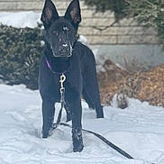 Heika Frohnhoefer is registered to the contest to win money with this photo: alert, animal, black_dog, brick_wall, canine, cold, collar, daylight, dog, fur, greenery, leash, nature, outdoor, pet, playful, snow, standing, winter, young_dog