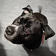 Simba participe au concours pour gagner de l'argent avec cette photo : dog, black_dog, pet, canine, portrait, looking_up, fur, ears, eyes, whiskers, collar, indoor, floor, close_up, animal, companion, cute, curious, friendly, shadow