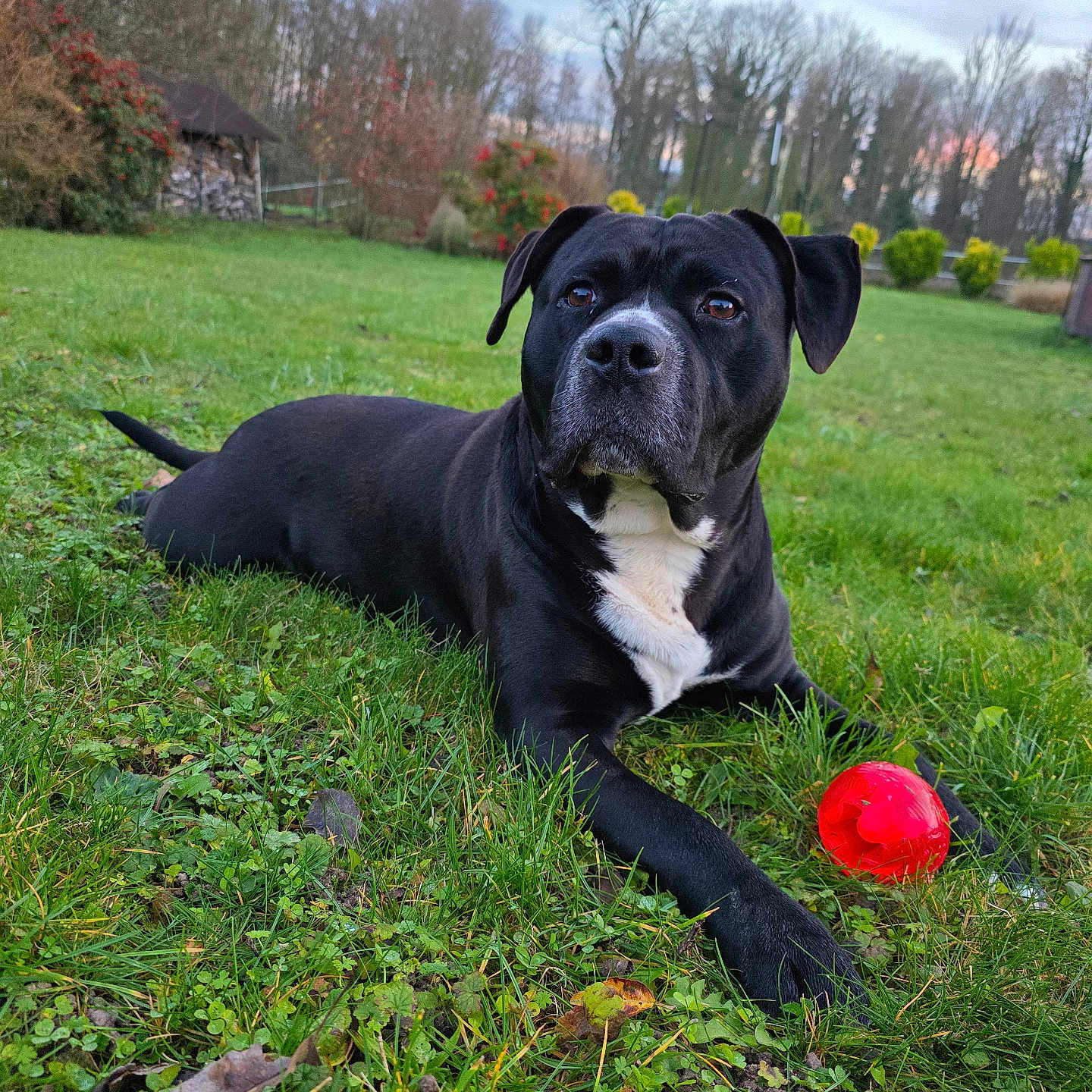 Simba participe au concours pour gagner de l'argent avec cette photo : animal, black_dog, canine, daylight, dog, ears, fur, grass, greenery, landscape, lawn, muzzle, nature, outdoor, park, pet, playful, red_ball, resting, tree
