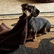 Tammy Powell is registered to the contest to win money with this photo: dog, puppy, dachshund, carpet, indoor, pet, brown, black, fur, playful, cloth, curious, small_dog, animal, cute, ears, tail, sitting, floor, home